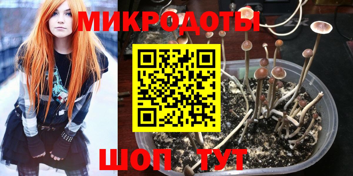 Псилоцибиновые грибы мухоморы  Великий Новгород  Псилоцибиновые грибы Cubensis 